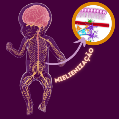 Mielialização Mielialização